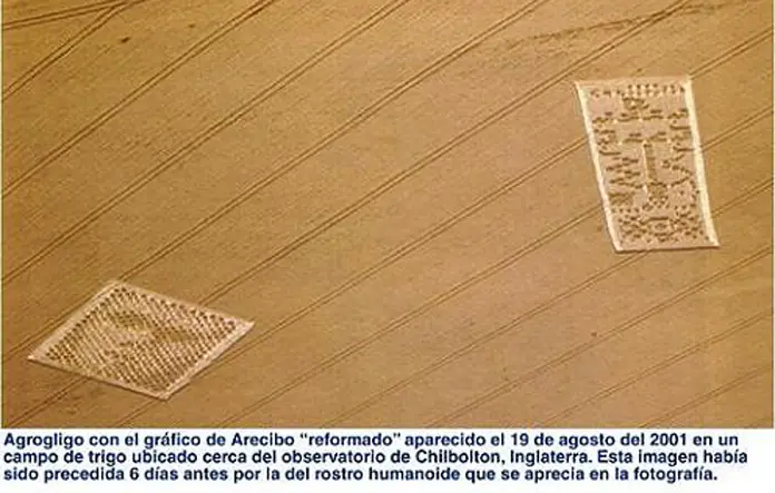 trigo