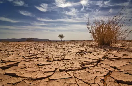 Plantar en el desierto (solucion)