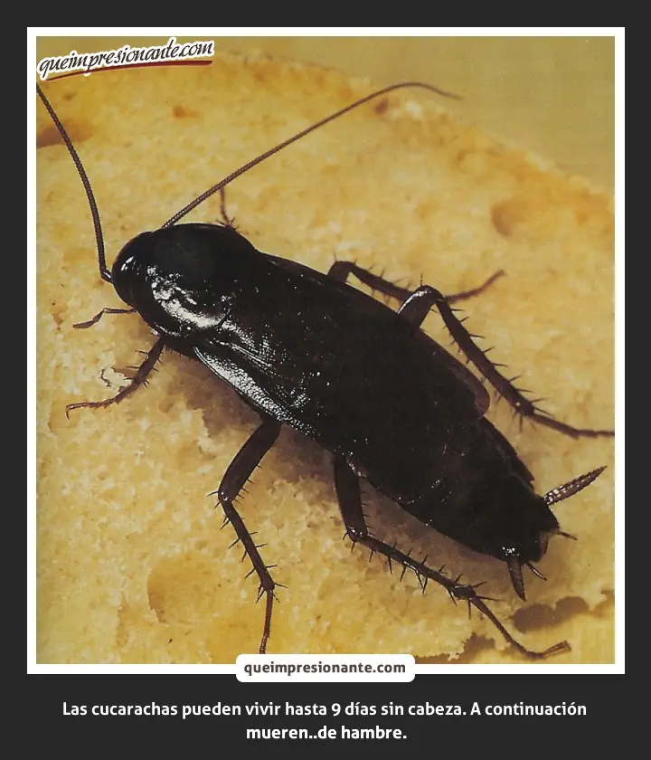 +10 Si no lo sabías [UltraPost!]