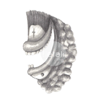 dibujante