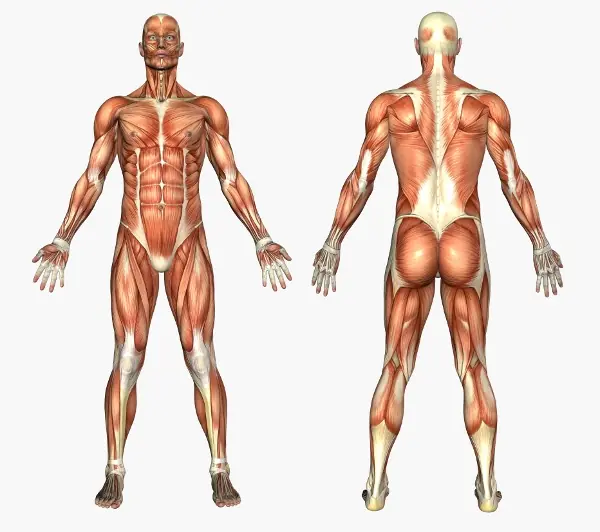 Las 10 curiosidades sobre el cuerpo humano (Completo)