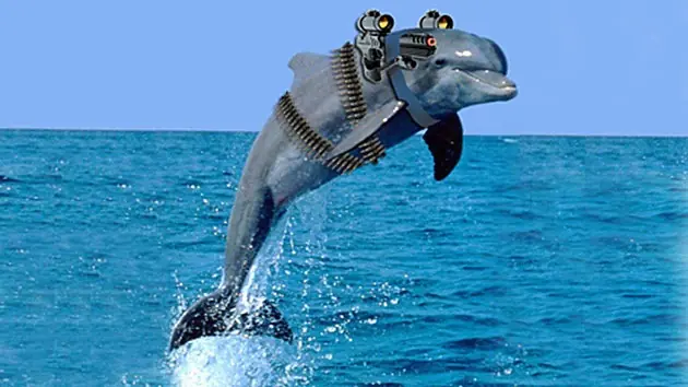 Delfines Militares Huyen Armados!