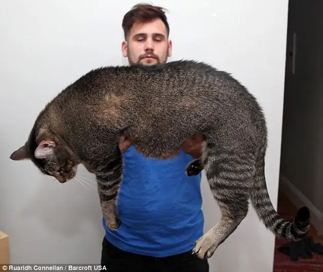 Gatosaurus Rex: El gato que pesa 9 kilos y mide 3 pies de la