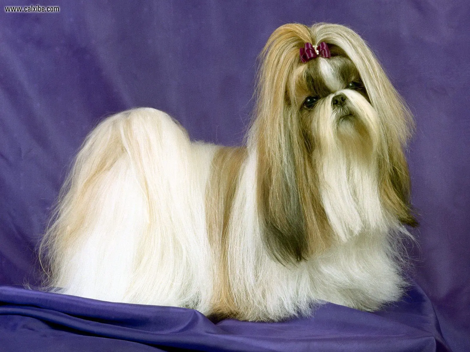 Shih Tzu