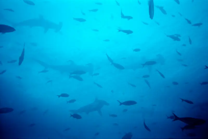 Galapagos Conocelo !