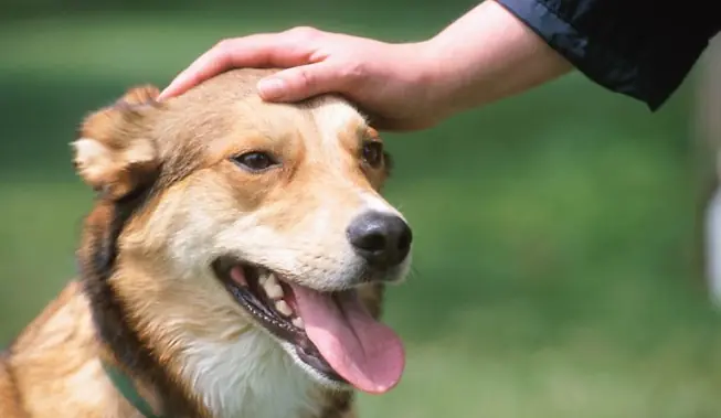 Como acariciar como se debe a tu Perro.