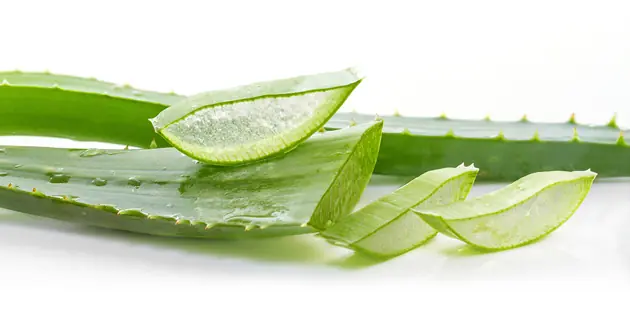 Aloe Vera, el poder regenerante de la naturaleza