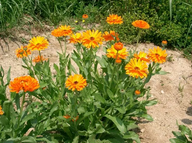flores