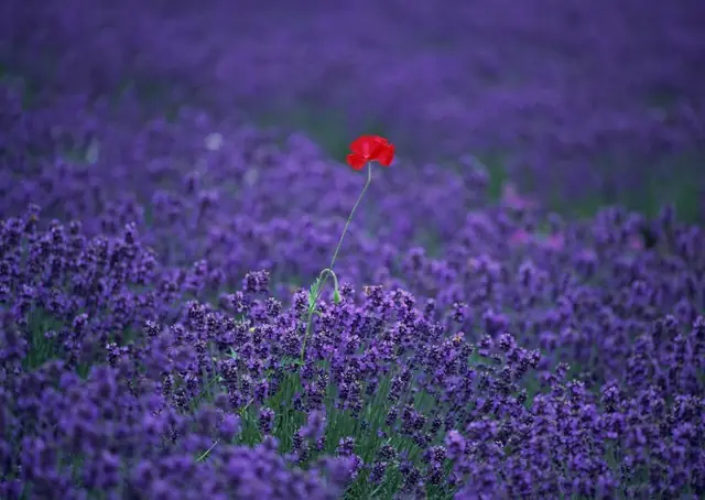Flores comestibles