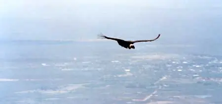 condor