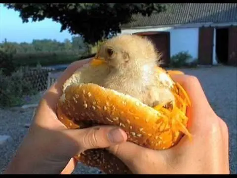 graciosos