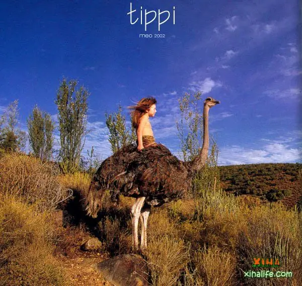 Animales