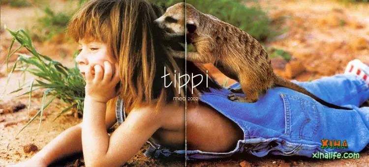tippidegre