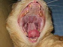 metabolismo
