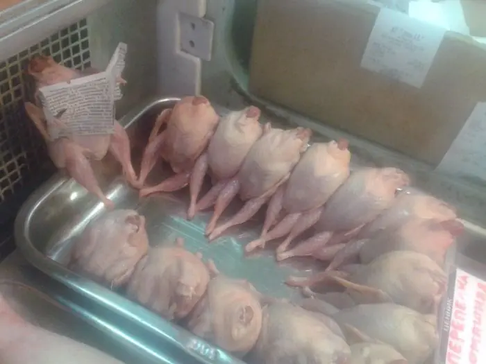 Pollos