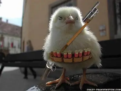 Pollos chistosos