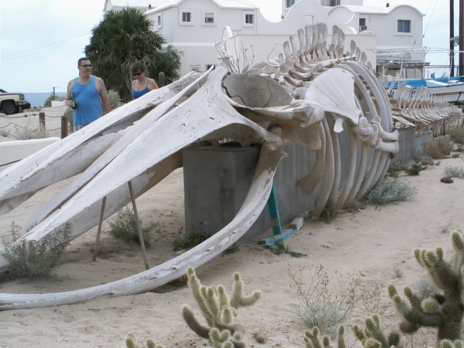 puerto peñasco sonora(rocky point)