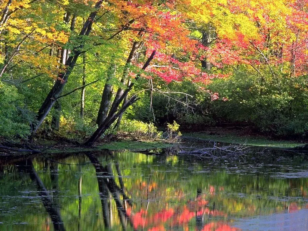 [HD]Fondos de Pantalla de todo tipo[HD]