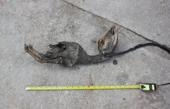 Espeluznante hallazgo de animal en Leubucó