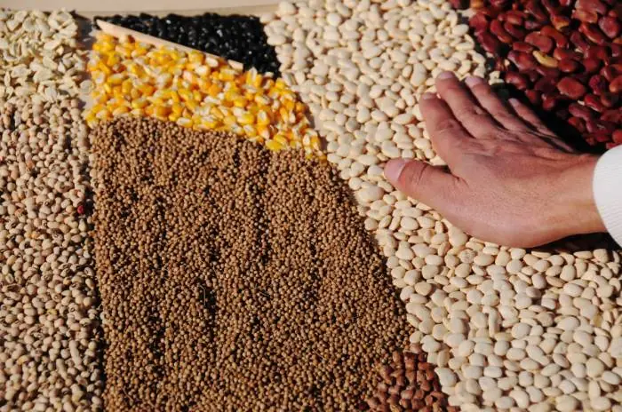 Producir semillas criollas para alimentar al mundo