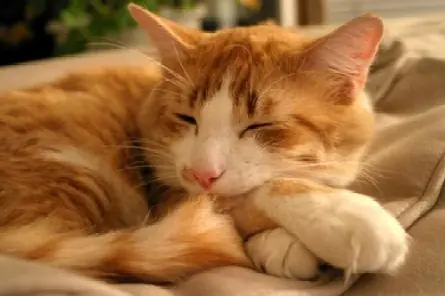 patas