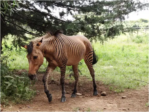 Animales