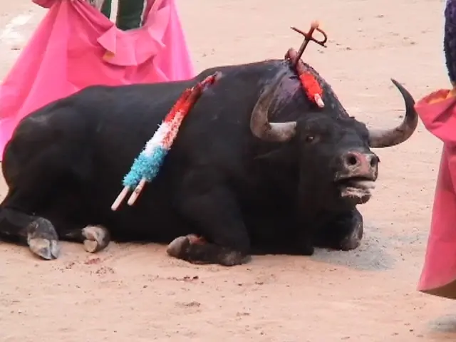 por que ser vegano? en algunas imagenes