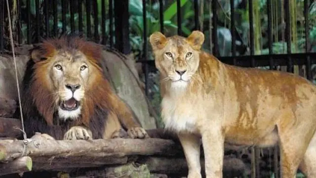 Costa Rica se queda sin zoológicos