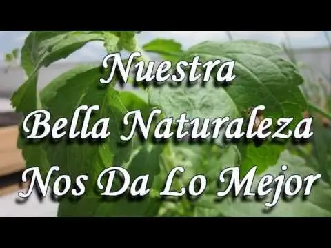 Stevia ¿Es seguro su consumo?