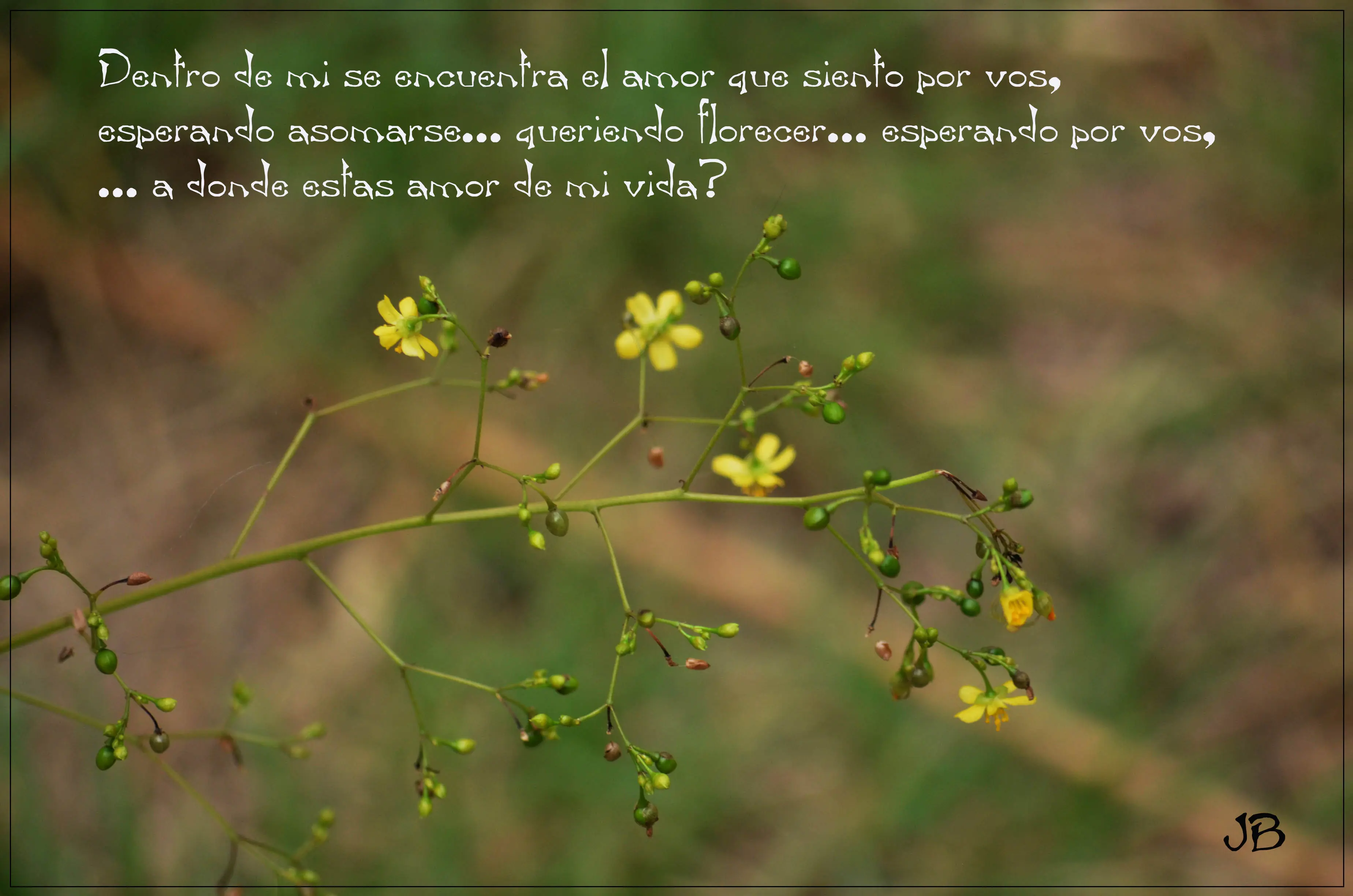 imagenes