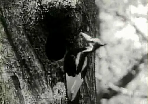 especies de animales extintos