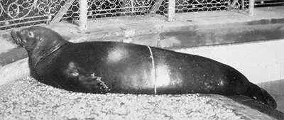 animales extintos