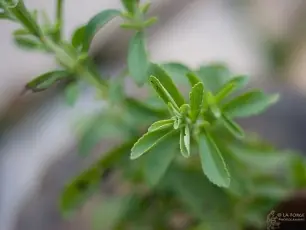 Stevia ¿Es seguro su consumo?