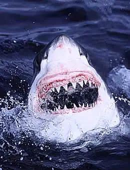 Cocodrilo VS Tiburón