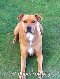 Perros pitbull