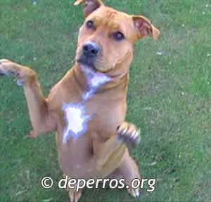 perros