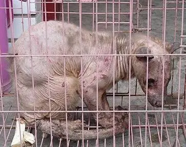 capturan extraña criatura en china