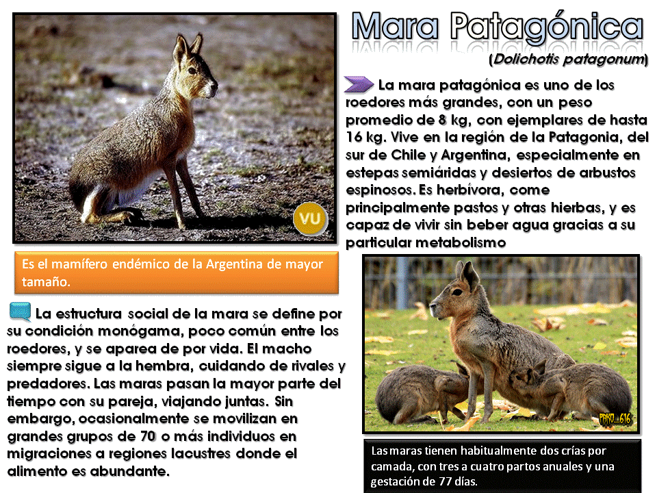 Animales En peligro: Argentina [Post ilustrativo]