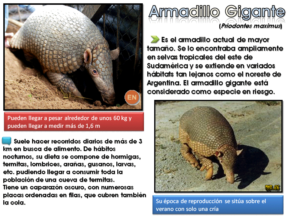 Animales En peligro: Argentina [Post ilustrativo]