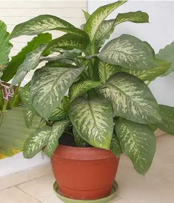 planta