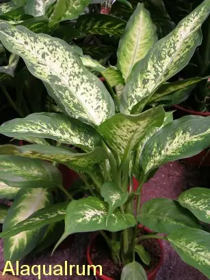 ¡cuidado! planta venenosa que seguro tenes en tu casa...