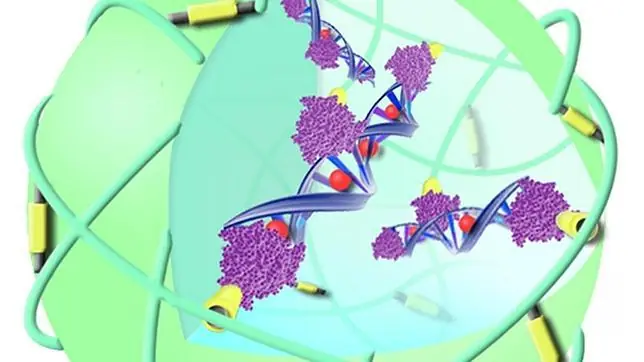 Atacar el cáncer desde el núcleo de sus células