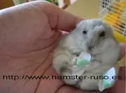Manualidades para Hamster
