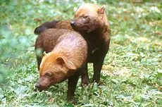 Animales en peligro de extinción