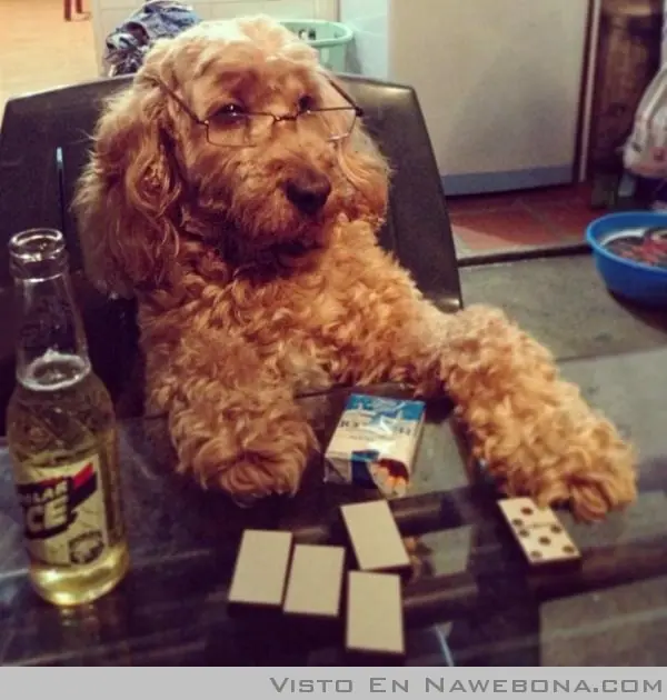 perro