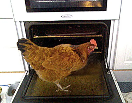 La crianza del pollo: de la India a tu cocina