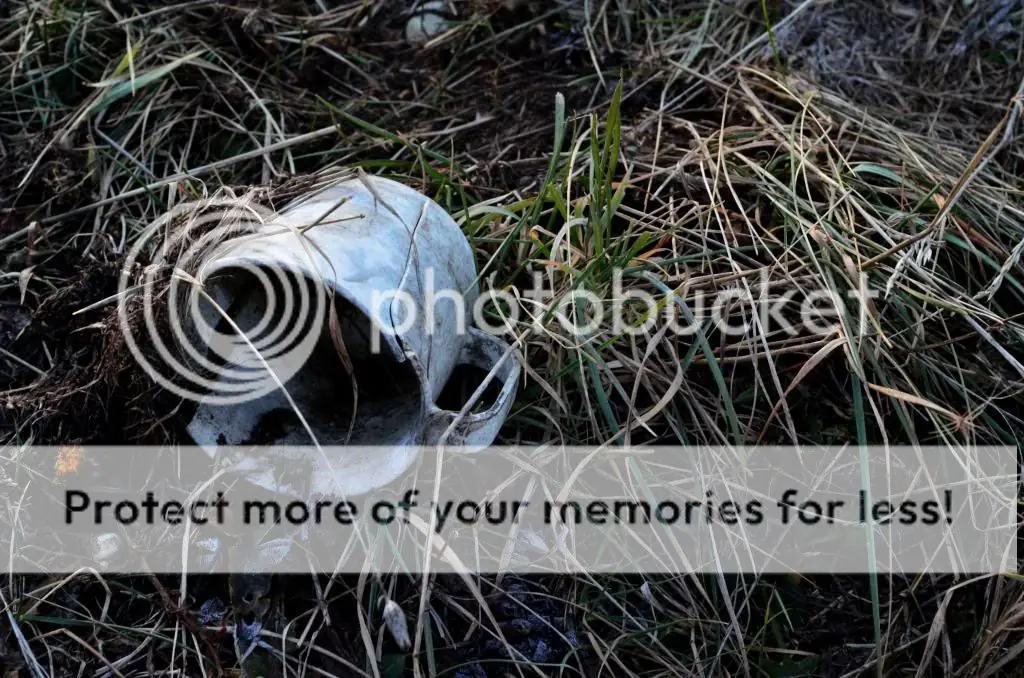 fotos