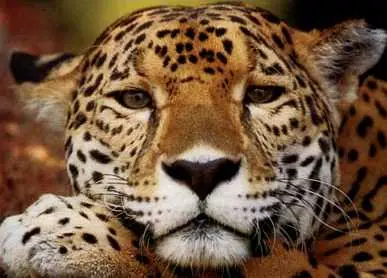 Animales en peligro de extinción