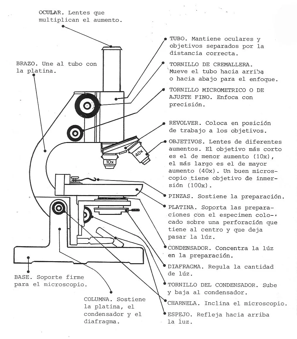 ¿Cómo usar un microscopio?