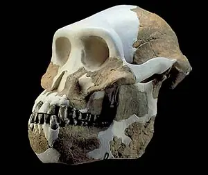La evoluciòn del Hombre..!